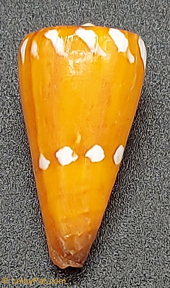 Conus lithoglyphus coquillage fossile gastropodum conus lithoglyphus