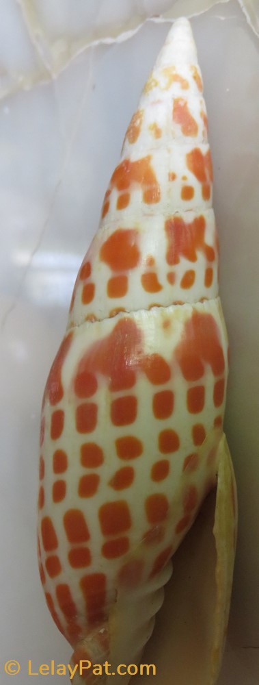 Mitra mitra 5 coquillage fossile gastropodum mitra mitra