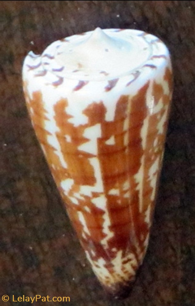 Conus planorbis coquillage fossile gastropodum conus planorbis