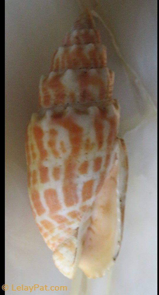 Mitra stictica 4 coquillage fossile gastropodum mitra stictica