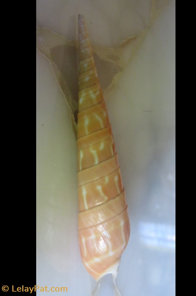 Oxymeris dimidiata coquillage fossile gastropodum oxymeris dimidiata