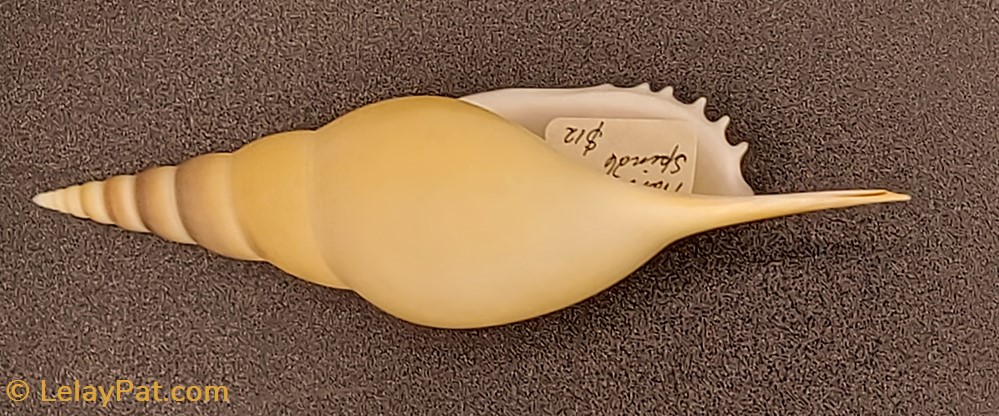 Tibia martinii 4 coquillage fossile gastropodum tibia martinii