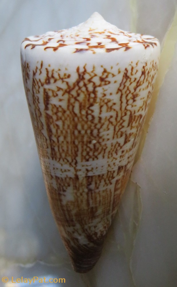 Conus thalassiarchus coquillage fossile gastropodum conus thalassiarchus