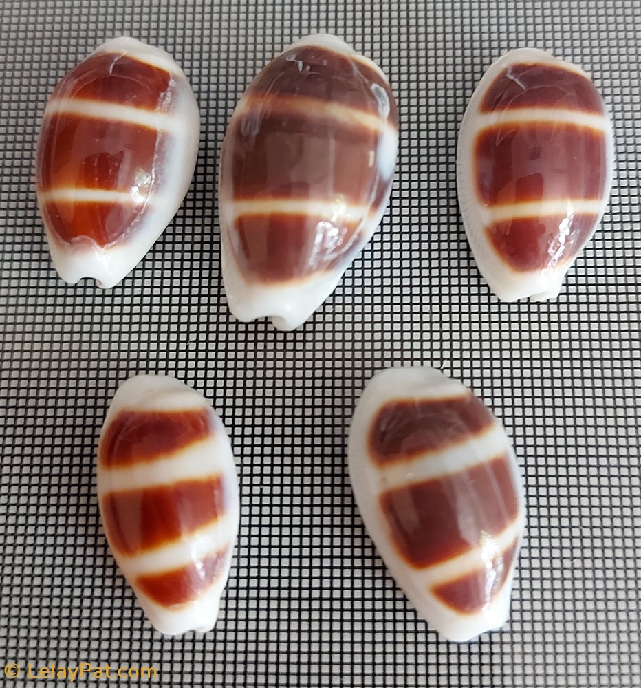 coquillage fossile gastropodum palmadusta asellus