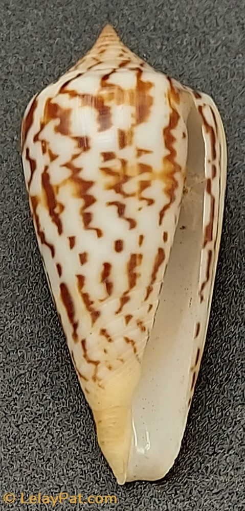 Conus janus 4 coquillage fossile gastropodum conus janus