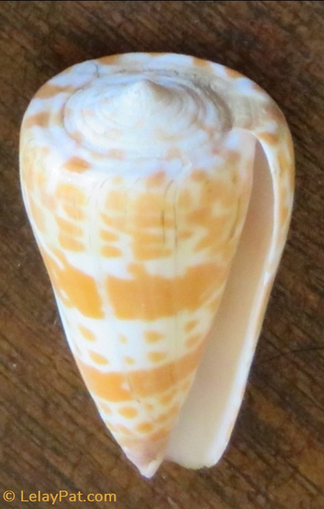 Conus tessulatus 3 coquillage fossile gastropodum conus tessulatus