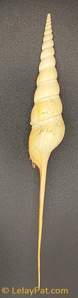 Tibia fusus coquillage fossile gastropodum tibia fusus