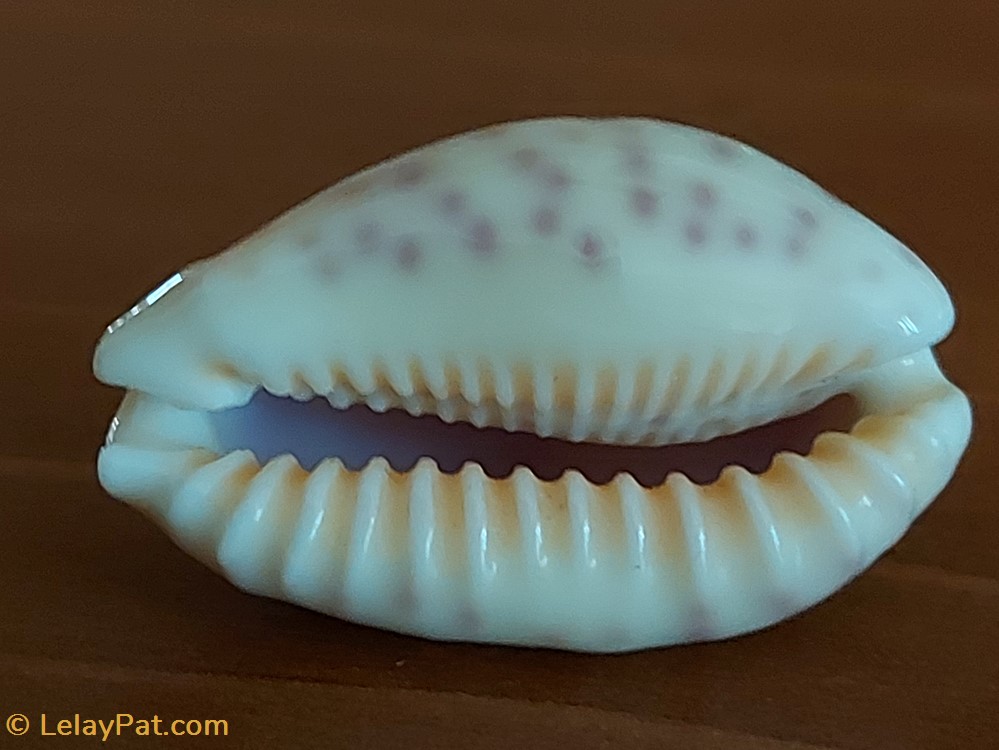 Ovatipsa chinensis coquillage fossile gastropodum ovatipsa chinensis
