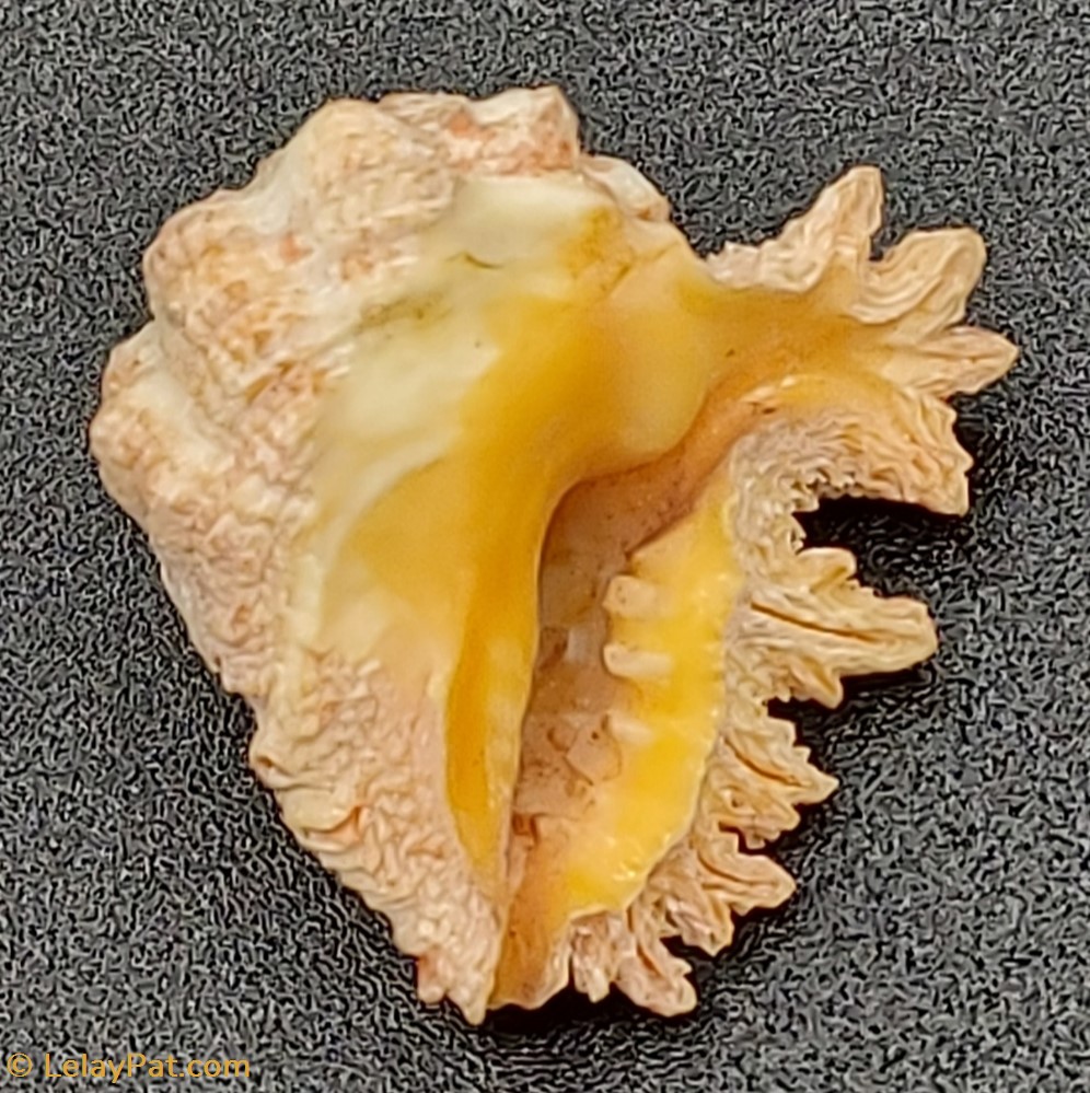 Drupa grossularia coquillage fossile gastropodum drupa grossularia