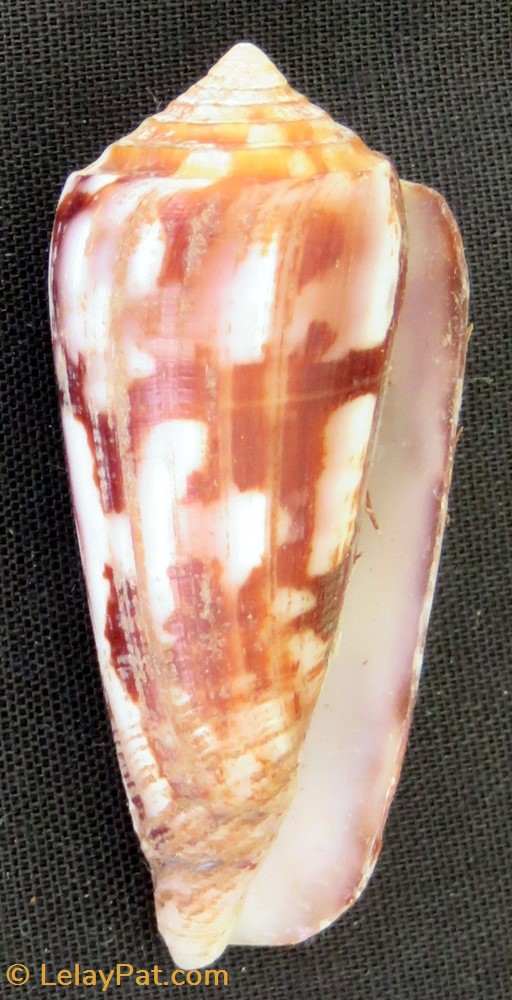 Conus striatus 4 coquillage fossile gastropodum conus striatus