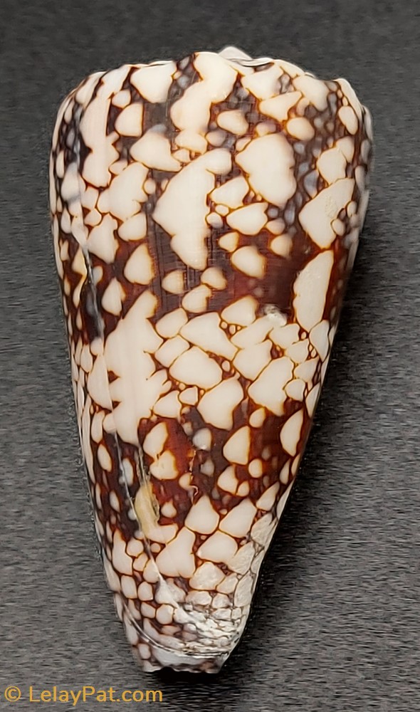 coquillage fossile gastropodum conus araneosus nicobaricus