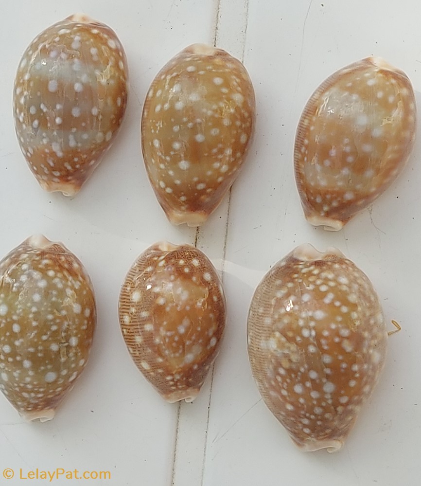 Lyncinia vitellus 3 coquillage fossile gastropodum lyncinia vitellus