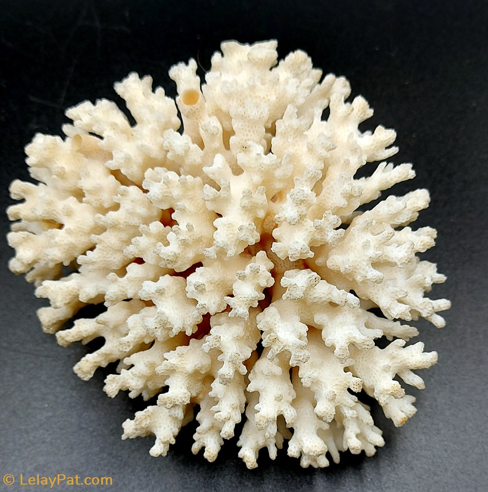 Acropora hyacinthus coquillage fossile cnidaire anthozoa coraux et anemone acropora hyacinthus