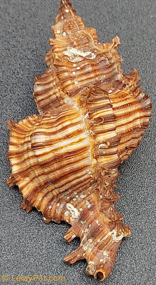 Chicoreus torrefactus coquillage fossile gastropodum chicoreus torrefactus