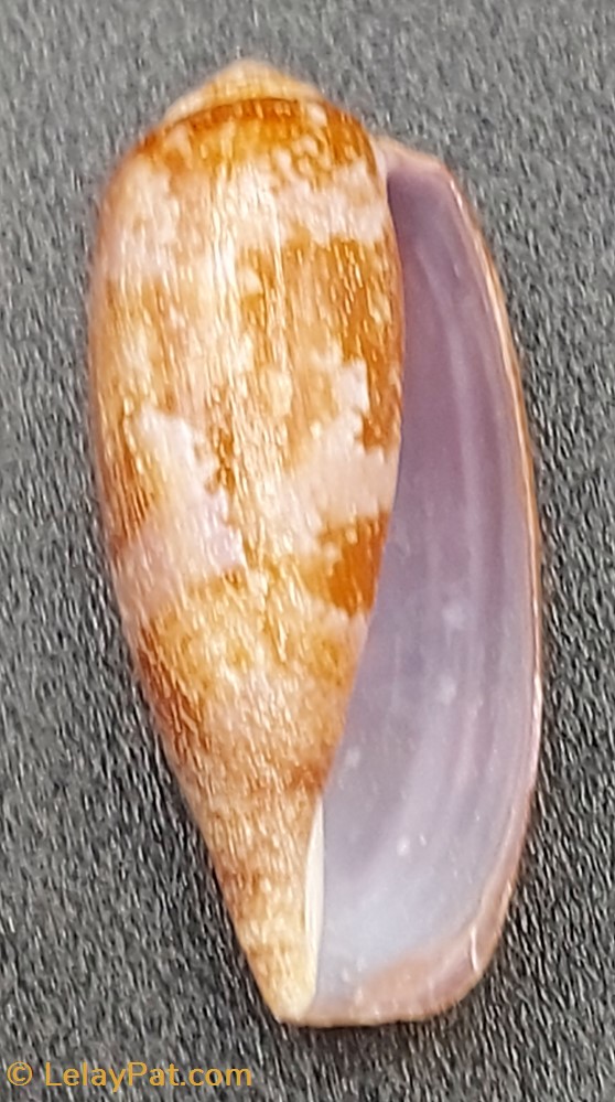 coquillage fossile gastropodum conus obscurus