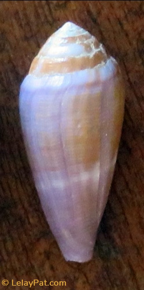 coquillage fossile gastropodum conus glans