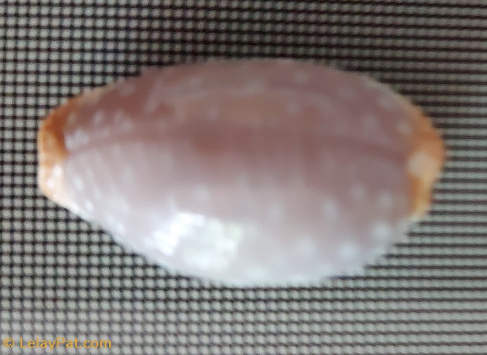 coquillage fossile gastropodum staphylaea staphylaea