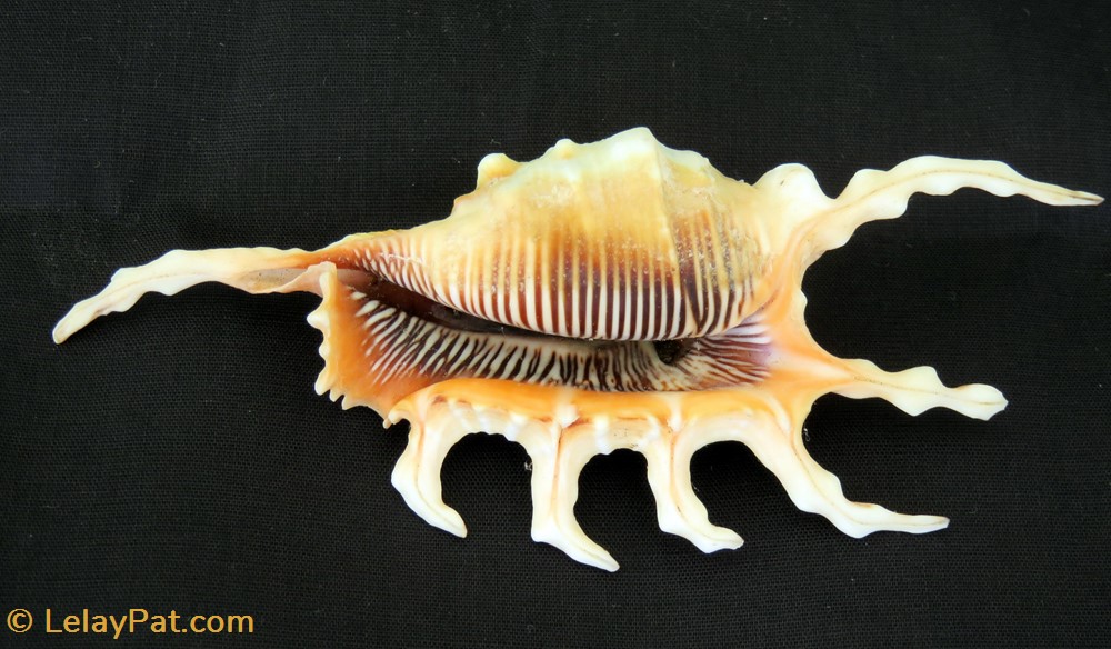Lambis scorpius coquillage fossile gastropodum lambis scorpius