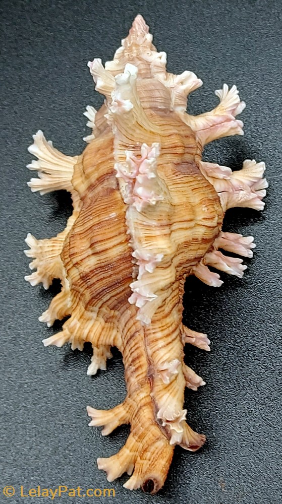 Chicoreus palmarosae 3 coquillage fossile gastropodum chicoreus palmarosae