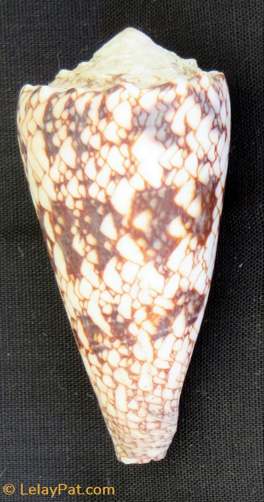 Conus araneosus 4 coquillage fossile gastropodum conus araneosus