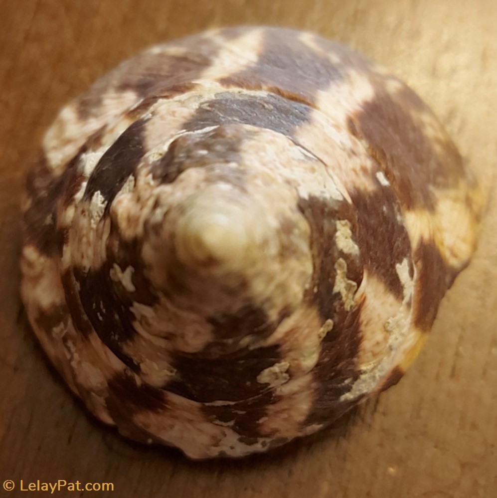 Tectus conus coquillage fossile gastropodum tectus conus