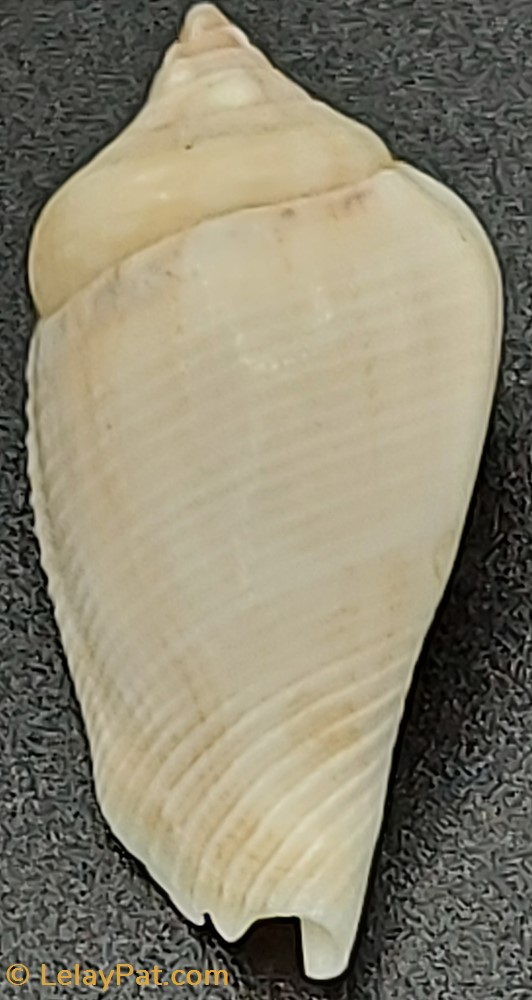 Strombus gibberulus albus coquillage fossile gastropodum strombus gibberulus albus