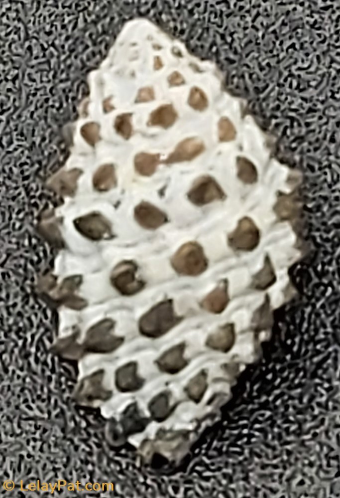 coquillage fossile gastropodum tenguella granulata