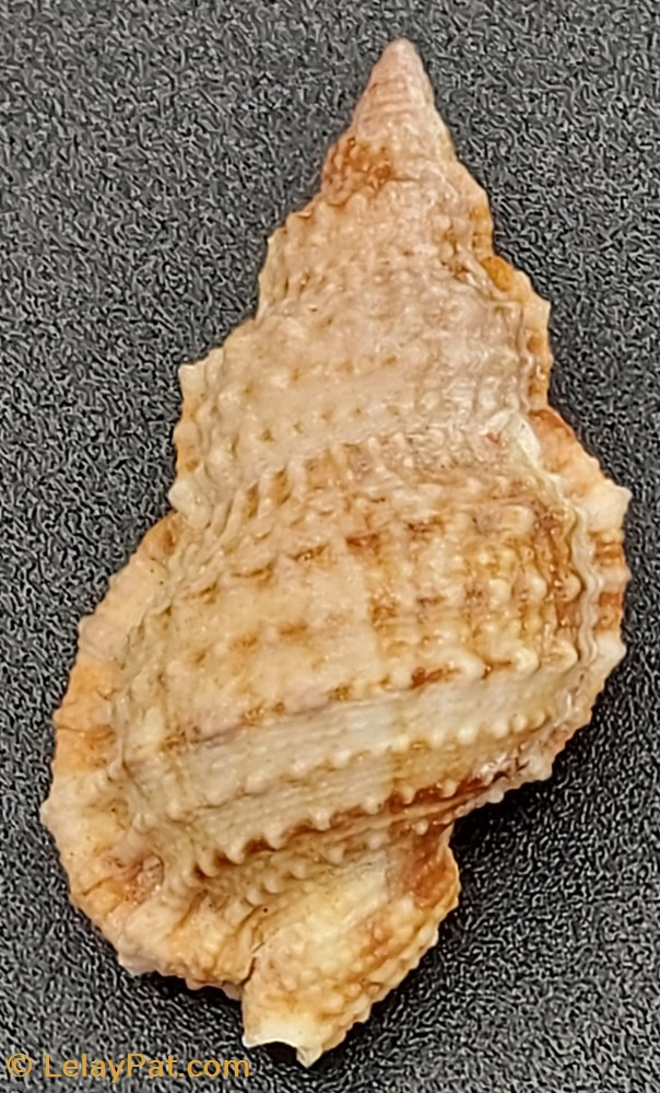 coquillage fossile gastropodum ranella olearium