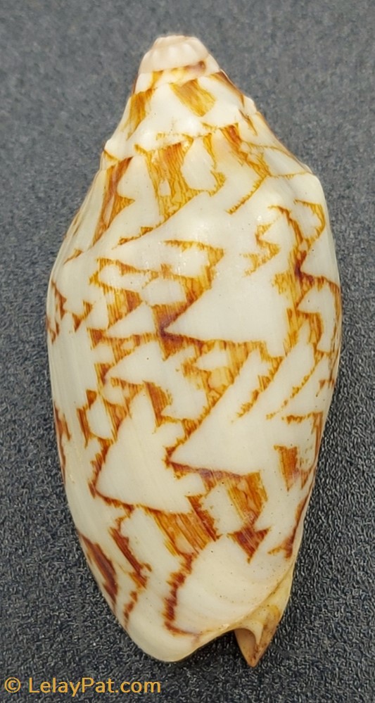 Cymbiola vespertilio coquillage fossile gastropodum cymbiola vespertilio