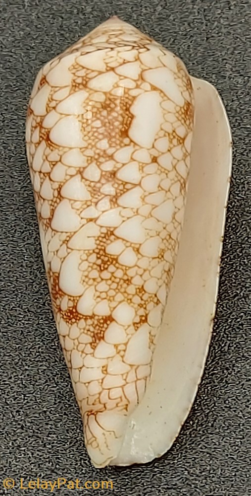 Conus textile verriculum coquillage fossile gastropodum conus textile verriculum