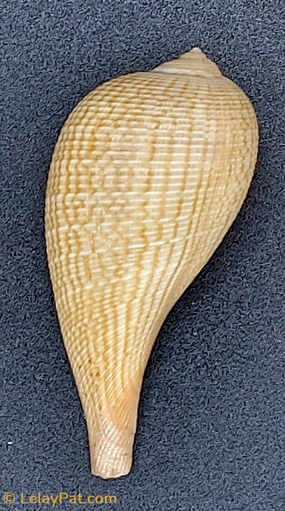 coquillage fossile gastropodum ficus gracilis