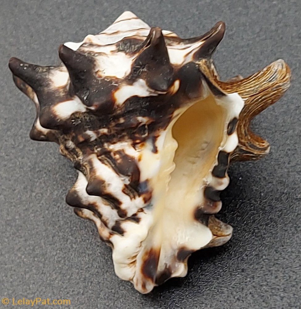Vasum tubiferum coquillage fossile gastropodum vasum tubiferum