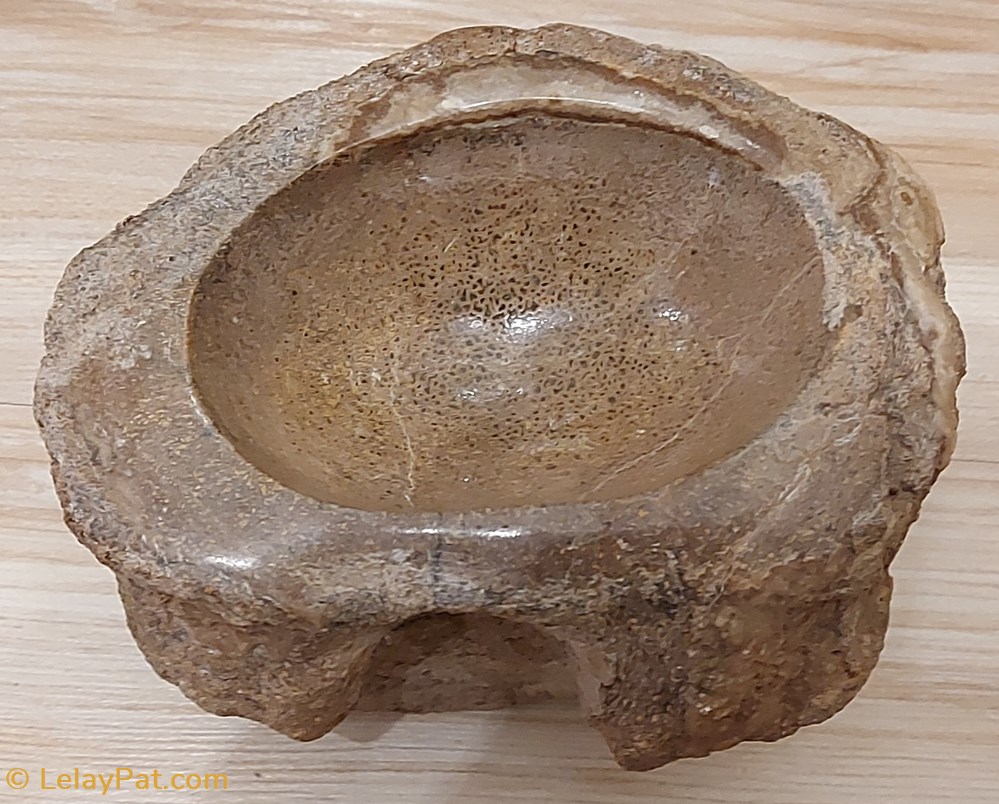 Cendrier en vertèbre de dinosaure silicifié mineraux meteorite cendrier en vertebre de dinosaure silicifie