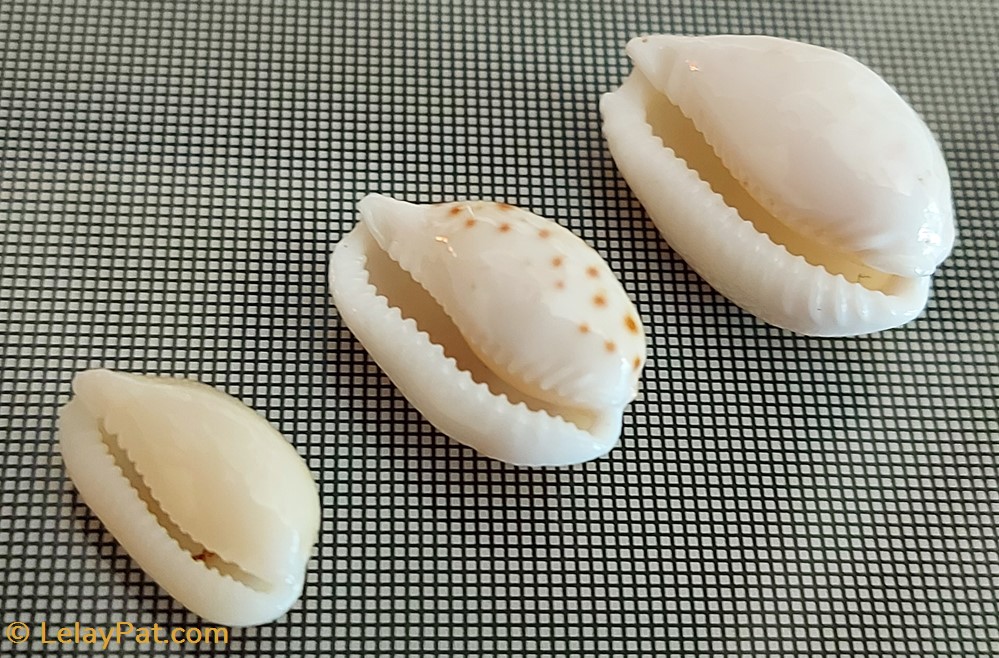 Ovatipsa chinensis albinos coquillage fossile gastropodum ovatipsa chinensis albinos