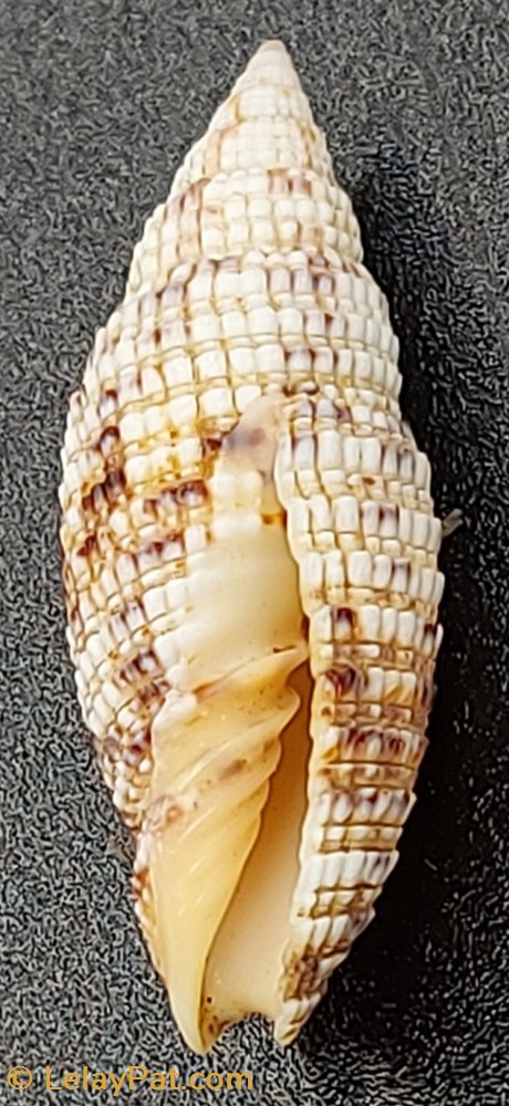 Neocancilla papilio coquillage fossile gastropodum neocancilla papilio