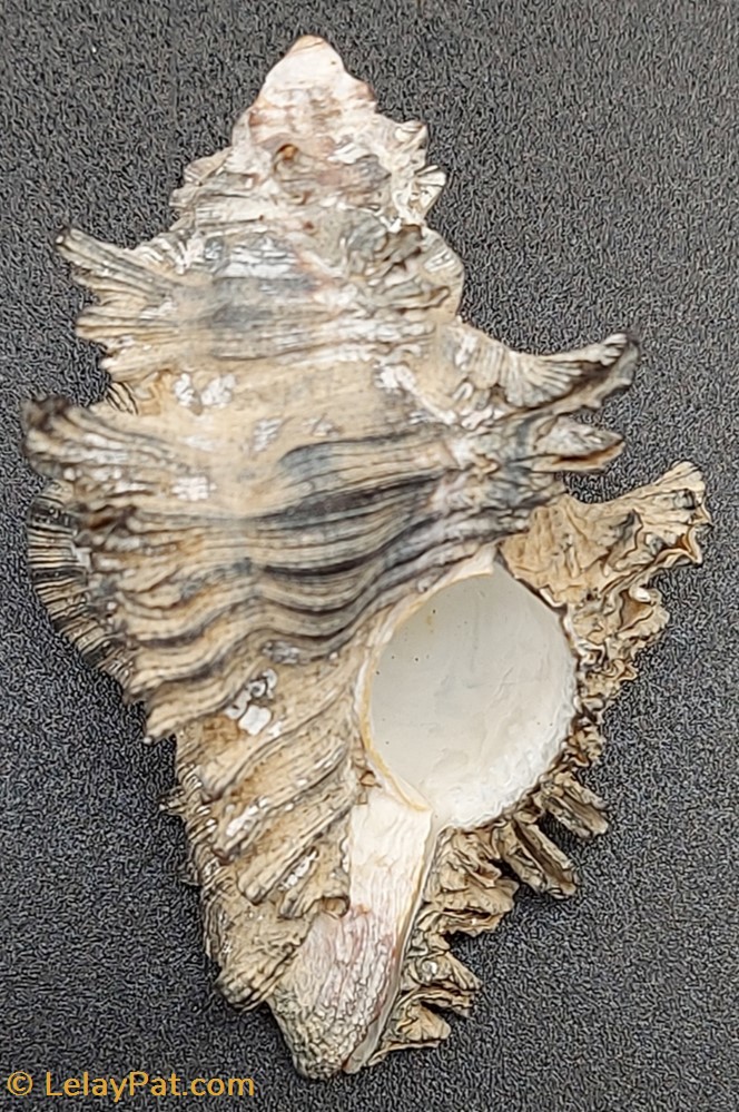 Chicoreus brunneus coquillage fossile gastropodum chicoreus brunneus