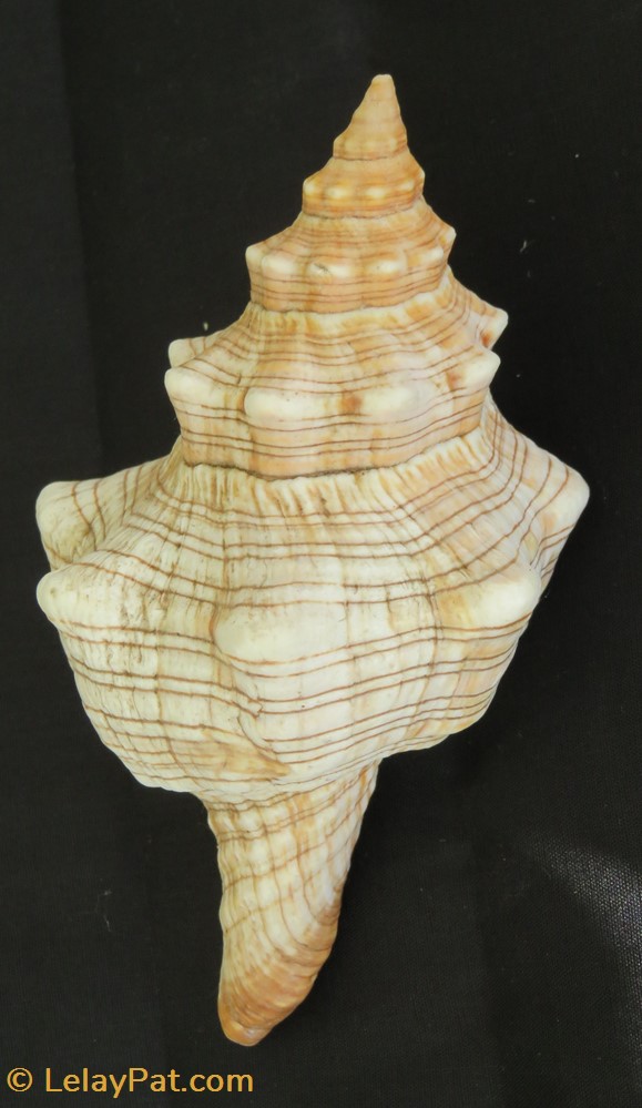 Pleuroploca trapezium coquillage fossile gastropodum pleuroploca trapezium
