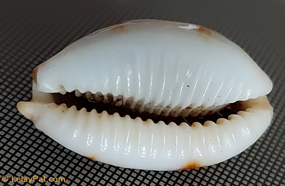 coquillage fossile gastropodum bistolida stolida