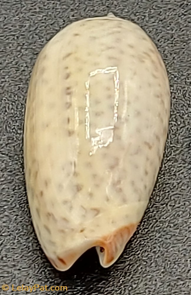 Oliva bulbosa inflata coquillage fossile gastropodum oliva bulbosa inflata