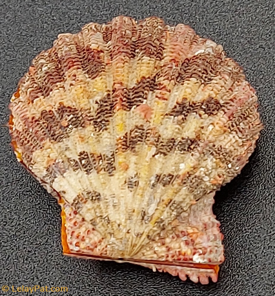 Gloripallium pallium 2 coquillage fossile bivalvium gloripallium pallium
