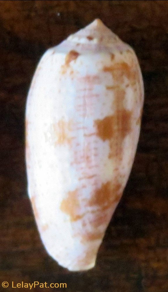 Conus tulipa 2 coquillage fossile gastropodum conus tulipa
