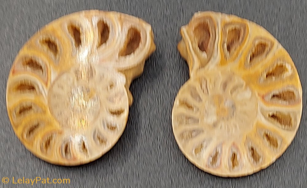 coquillage fossile invertebre ammonite coupee polie