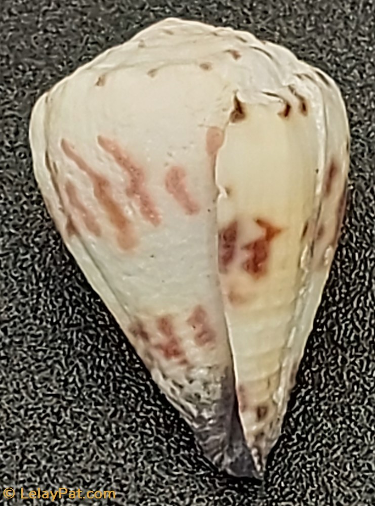 coquillage fossile gastropodum conus sponsalis