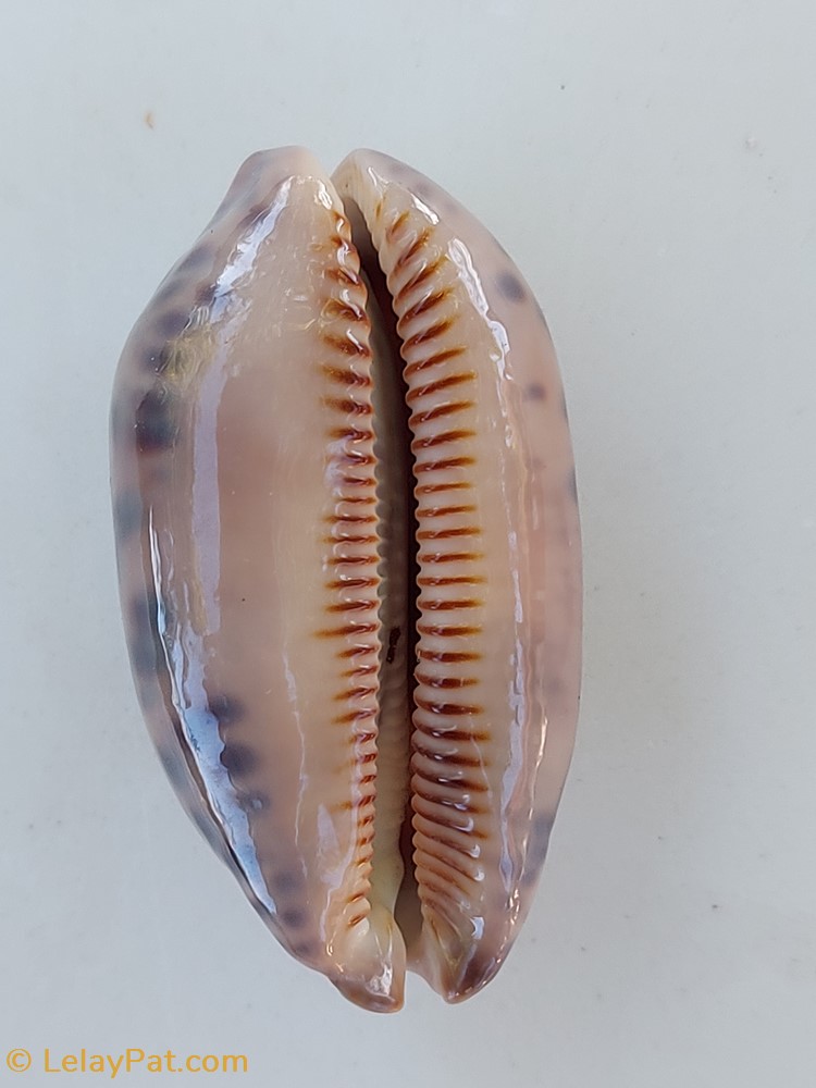 coquillage fossile gastropodum mauricia scurra