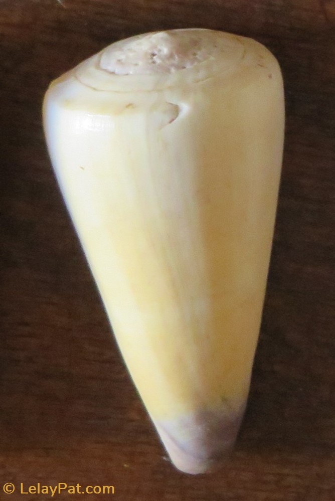coquillage fossile gastropodum conus virgo