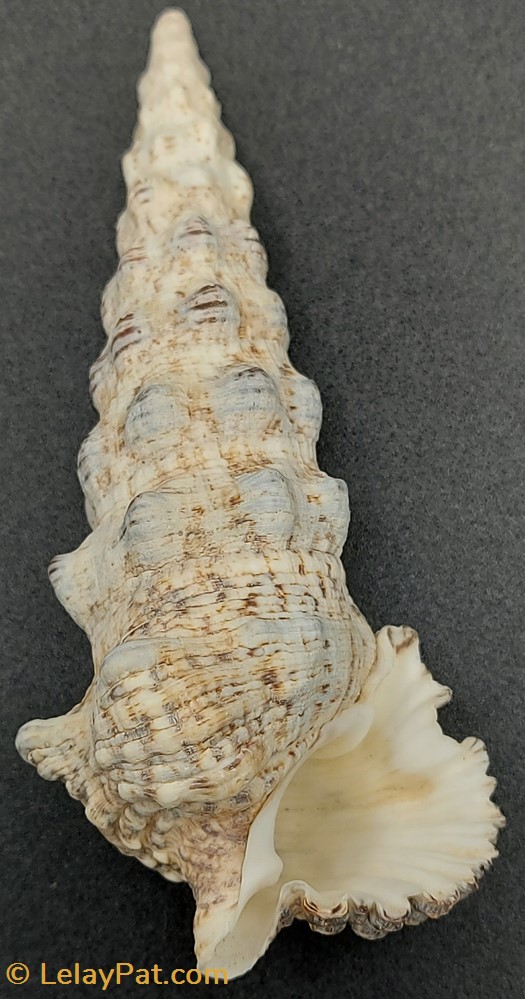 coquillage fossile gastropodum cerithium nodulosum