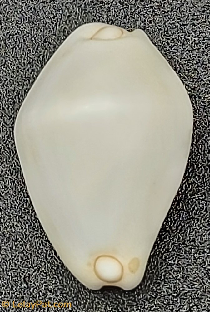Calpurnus verrucosus coquillage fossile gastropodum calpurnus verrucosus