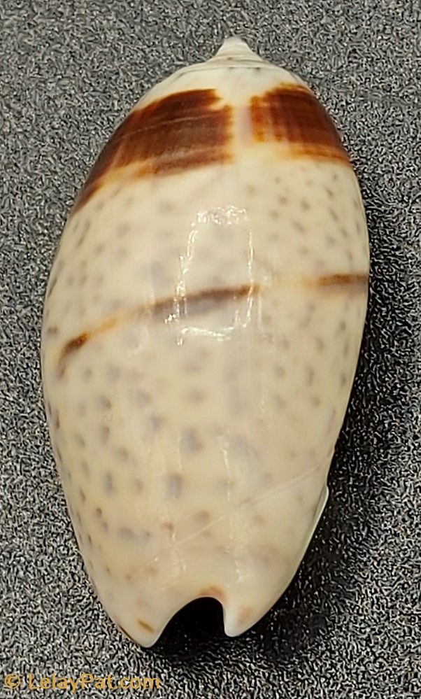 Oliva bulbosa bicingulata coquillage fossile gastropodum oliva bulbosa bicingulata