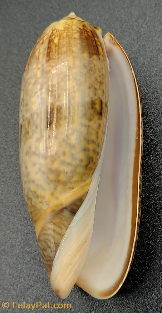 Oliva miniacea tremulina 2 coquillage fossile gastropodum oliva miniacea tremulina