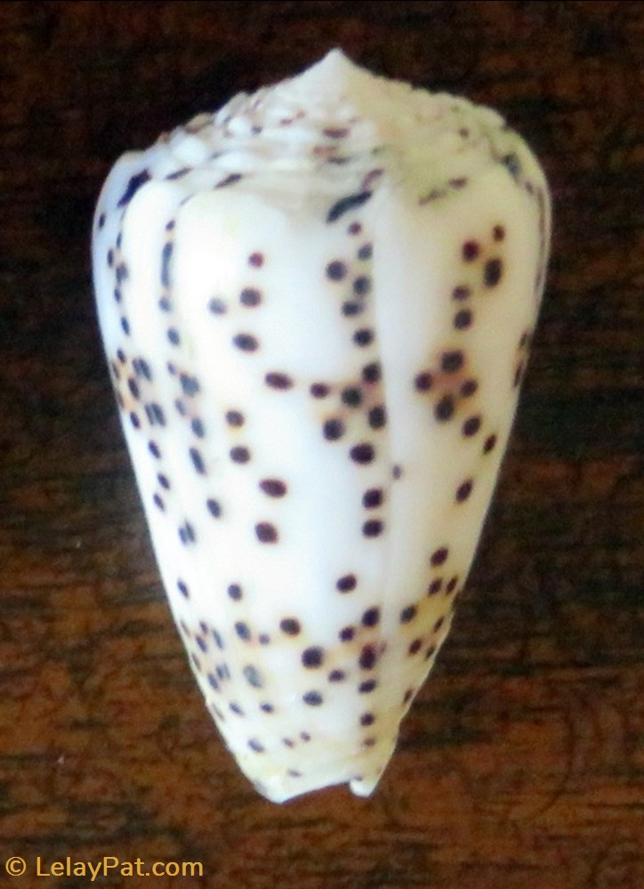 coquillage fossile gastropodum conus pulicarius